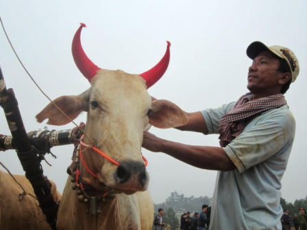 Gay cấn những cuộc đua bò ở... Thủ đô